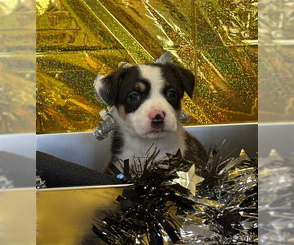 Medium Photo #1 Australian Kelpie-Great Pyrenees Mix Puppy For Sale in Plano, TX, USA