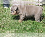 Small Photo #5 English Bulldog Puppy For Sale in HAGERSTOWN, MD, USA
