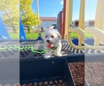 Small #2 Maltese