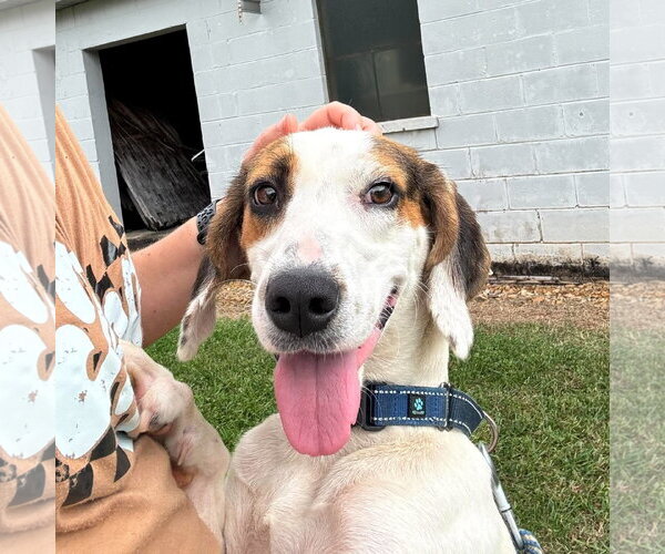 Medium Photo #2 Mutt Puppy For Sale in Rustburg, VA, USA