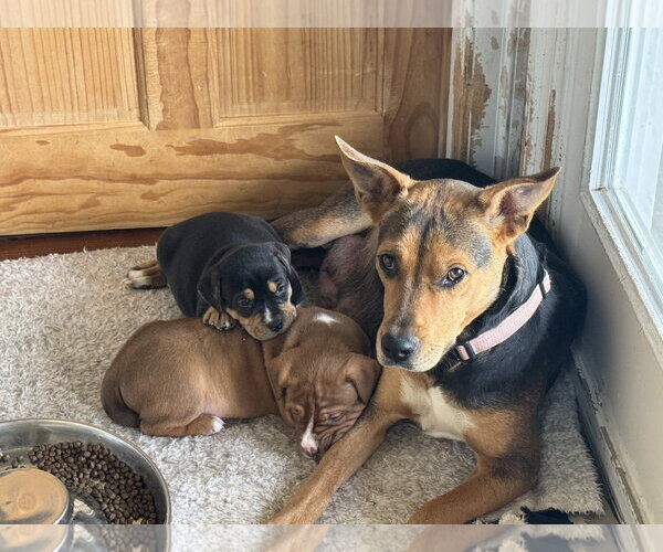 Medium Photo #4 Mutt Puppy For Sale in Holly Springs, NC, USA