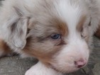 Small Photo #1 Australian Shepherd Puppy For Sale in ADAIRO, OH, USA