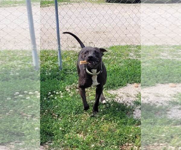 Medium Photo #14 American Pit Bull Terrier-Red Heeler Mix Puppy For Sale in Stover, MO, USA