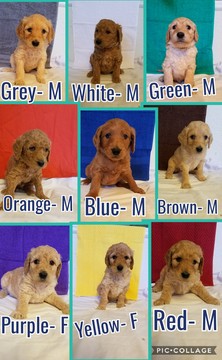Medium Photo #1 Goldendoodle Puppy For Sale in SPRINGFIELD, IL, USA