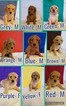 Small Photo #1 Goldendoodle Puppy For Sale in SPRINGFIELD, IL, USA