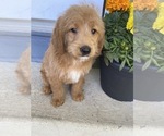 Small Photo #9 Labrador Retriever-Poodle (Toy) Mix Puppy For Sale in RICHMOND, IL, USA