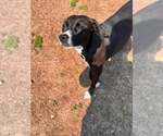 Small #1 Mutt