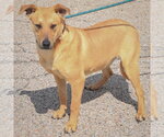 Small #2 Boxer Mix