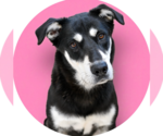 Small German Shepherd Dog Mix
