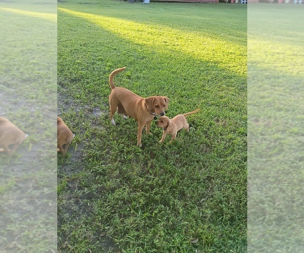 Medium Photo #5 Beagle Puppy For Sale in COCOA, FL, USA