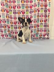 French Bulldog Puppy for sale in RICHMOND, VA, USA