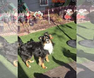 Australian Shepherd Dogs for adoption in Sandy, UT, USA