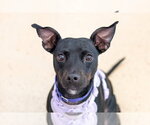 Small Photo #29 Mutt Puppy For Sale in Mundelein, IL, USA