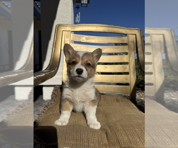 Medium Photo #12 Cardigan Welsh Corgi Puppy For Sale in VALLEY VILLAGE, CA, USA