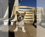 Small #11 Cardigan Welsh Corgi