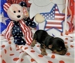 Small #22 Morkie