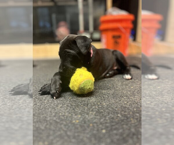 Medium Photo #14 Boxer-Unknown Mix Puppy For Sale in Imlay City, MI, USA