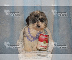 Small Photo #4 Aussiedoodle-Poodle (Toy) Mix Puppy For Sale in SANGER, TX, USA