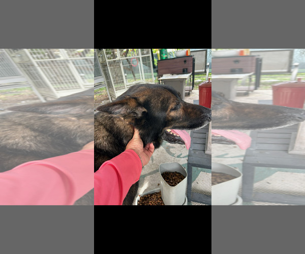 Medium Photo #3 German Shepherd Dog Puppy For Sale in Plantation, FL, USA
