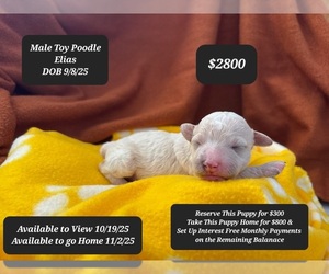 Poodle (Toy) Puppy for sale in TUCSON, AZ, USA