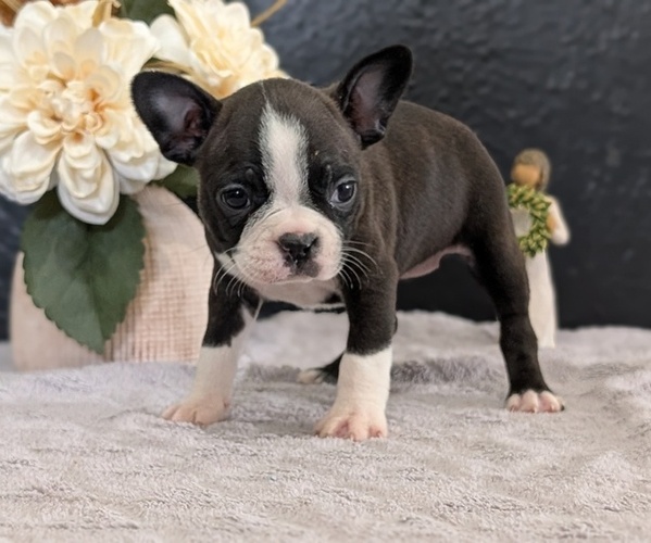 Medium Photo #29 Boston Terrier Puppy For Sale in GOSHEN, IN, USA