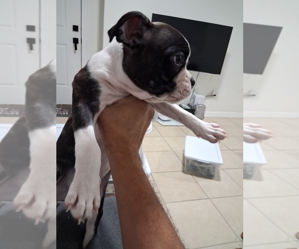 Medium Photo #1 Faux Frenchbo Bulldog Puppy For Sale in TAMPA, FL, USA