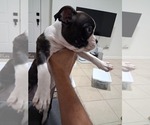 Small Faux Frenchbo Bulldog