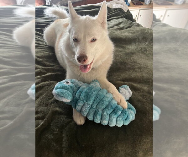 Medium Photo #4 Siberian Husky Puppy For Sale in Salt Lake City, UT, USA