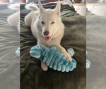 Small #3 Siberian Husky