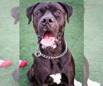 Small #5 Mastiff Mix