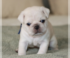 Pug Puppy for Sale in WINNSBORO, Texas USA