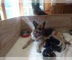 Small #3 German Shepherd Dog