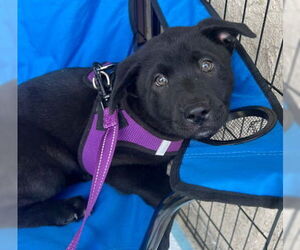 Chow Chow-Unknown Mix Dogs for adoption in Ventura, CA, USA