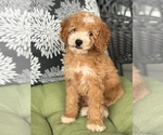 Puppy 1 Poodle (Toy)