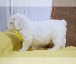 Small Photo #6 Poodle (Miniature)-Sheepadoodle Mix Puppy For Sale in SHIPSHEWANA, IN, USA