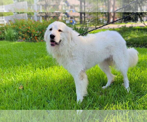Medium Photo #4 Great Pyrenees Puppy For Sale in Spring, TX, USA