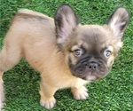 Small #11 French Bulldog