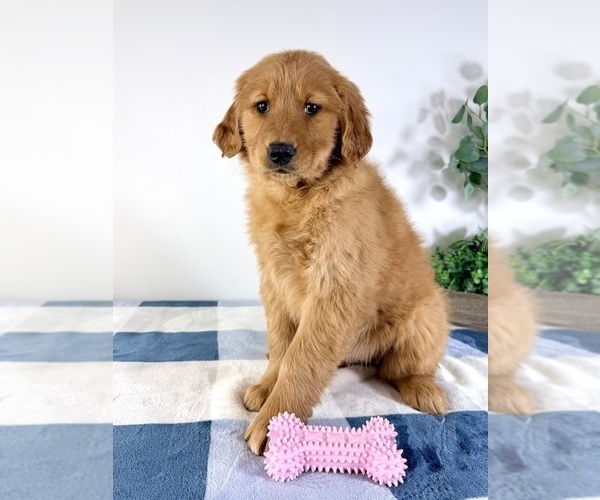 Medium Photo #4 Golden Retriever Puppy For Sale in GREENFIELD, IN, USA
