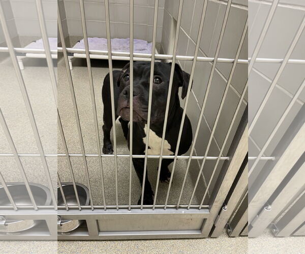 Medium Photo #2 American Staffordshire Terrier-Unknown Mix Puppy For Sale in Virginia Beach, VA, USA