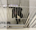 Small #1 American Staffordshire Terrier Mix