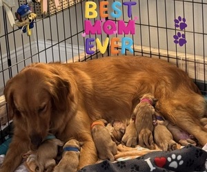 Mother of the Golden Retriever puppies born on 07/06/2026