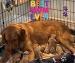 Small Photo #1 Golden Retriever Puppy For Sale in ORLANDO, FL, USA