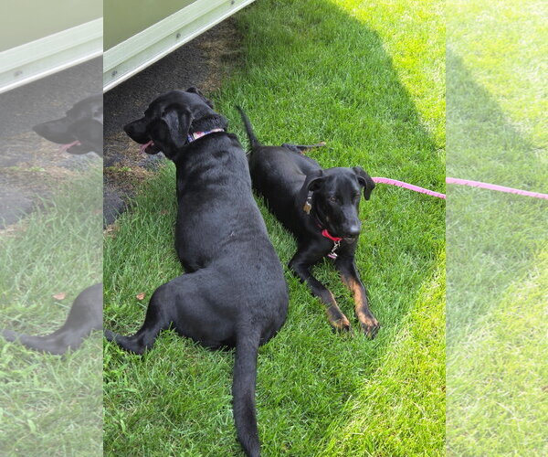 Medium Photo #3 Doberman Pinscher-Unknown Mix Puppy For Sale in Minneaoplis, MN, USA