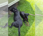 Small #2 Doberman Pinscher Mix