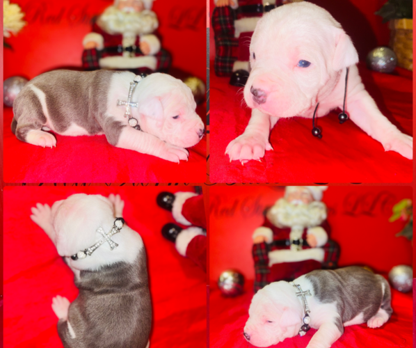 Medium Photo #1 American Pit Bull Terrier Puppy For Sale in TRENTON, NJ, USA