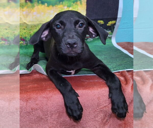 Medium Photo #2 Labrador Retriever-Unknown Mix Puppy For Sale in Wetumpka, AL, USA