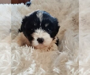 Cock-A-Tzu Puppy for sale in WOBURN, MA, USA