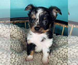 Chihuahua Puppy for sale in CHARLOTTE, NC, USA