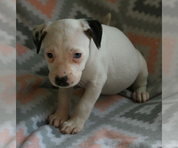 Medium Photo #16 Dalmatian-Labrador Retriever Mix Puppy For Sale in Attalka, AL, USA