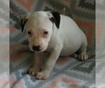 Small #15 Dalmatian-Labrador Retriever Mix